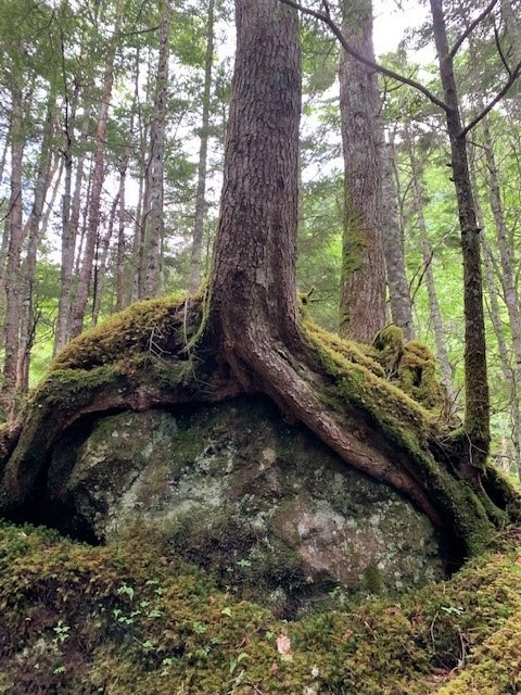 http://www.alpico.co.jp/shikinomori/news/images/7e81f5fcfecfda9c414335b1611f21373c9ed95c.jpg