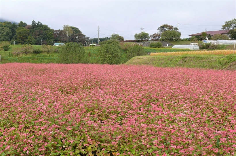 http://www.alpico.co.jp/shikinomori/news/images/80b18e0829b366dd628ad9aa4ce755a29a174c7d.JPG