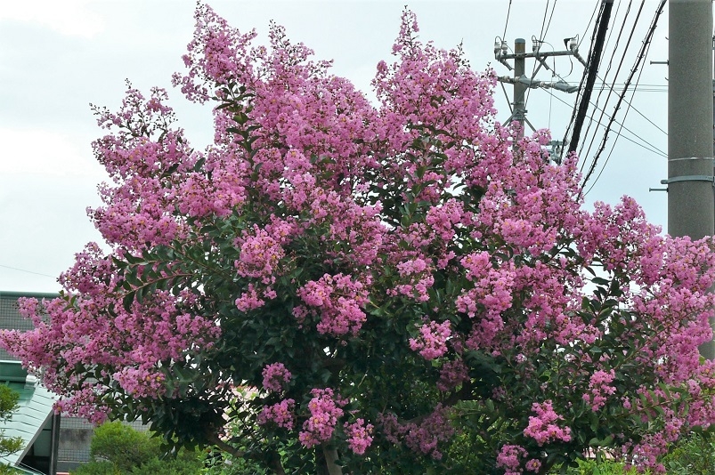 http://www.alpico.co.jp/shikinomori/news/images/87cce56dfe16911b6e7f51b1d2eaf93f108c28a3.JPG