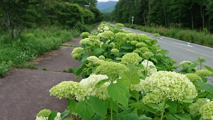 http://www.alpico.co.jp/shikinomori/news/images/89b13c7e1dc106c342ffb48e4ab8ab6926762dbf.JPG