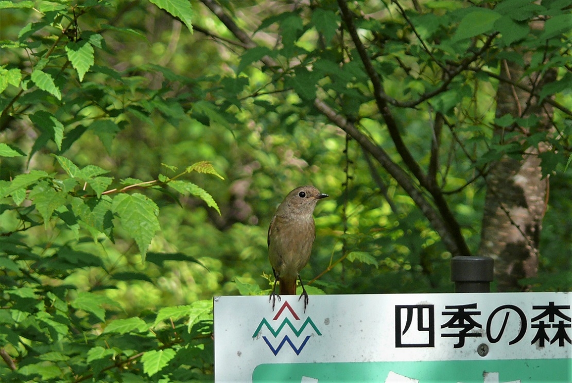 http://www.alpico.co.jp/shikinomori/news/images/8b50d616bd20e40095b06279be9f50772fd3673a.JPG