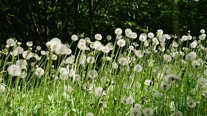 http://www.alpico.co.jp/shikinomori/news/images/939e065f7bc9914c8c3291d5c5b5a2a4c26b02a7.JPG