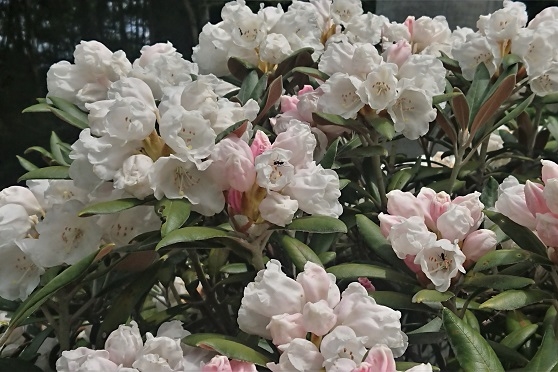 http://www.alpico.co.jp/shikinomori/news/images/9be1227482baa0e75f77c49f37b1a8f09aef4b06.JPG