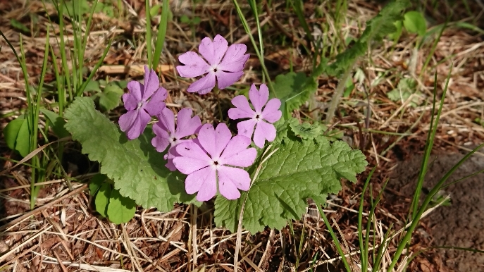 http://www.alpico.co.jp/shikinomori/news/images/9f721f95495708993a54072a78242b87f5d511b1.JPG