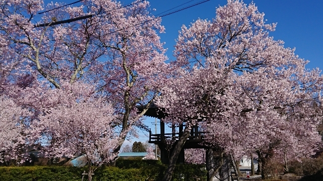 http://www.alpico.co.jp/shikinomori/news/images/DSC_0676.JPG