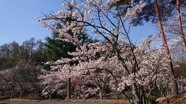 http://www.alpico.co.jp/shikinomori/news/images/DSC_0703.JPG