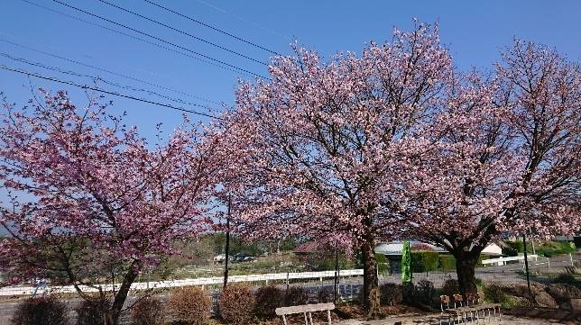 http://www.alpico.co.jp/shikinomori/news/images/DSC_0733.JPG