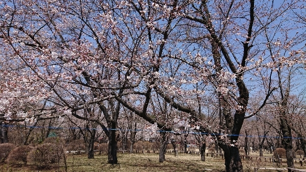 http://www.alpico.co.jp/shikinomori/news/images/DSC_0747.JPG