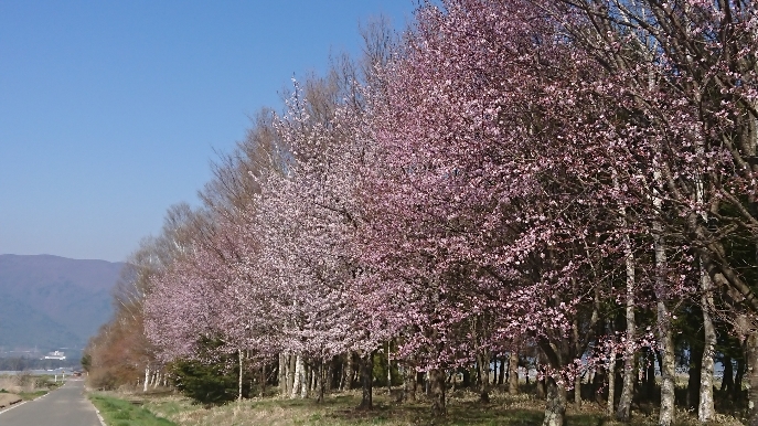 http://www.alpico.co.jp/shikinomori/news/images/DSC_0765.JPG