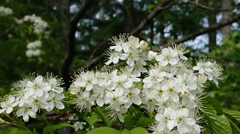 http://www.alpico.co.jp/shikinomori/news/images/DSC_1184.JPG