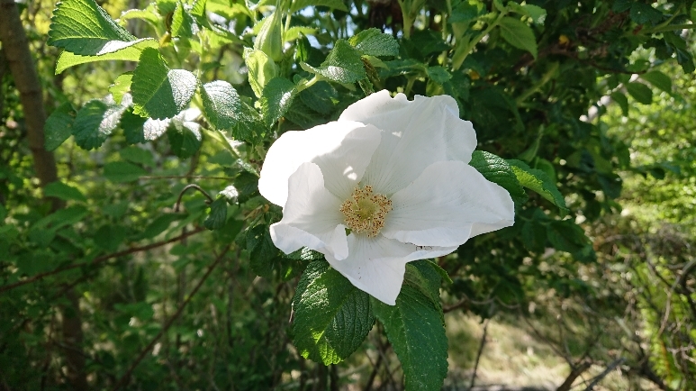 http://www.alpico.co.jp/shikinomori/news/images/DSC_1355.JPG
