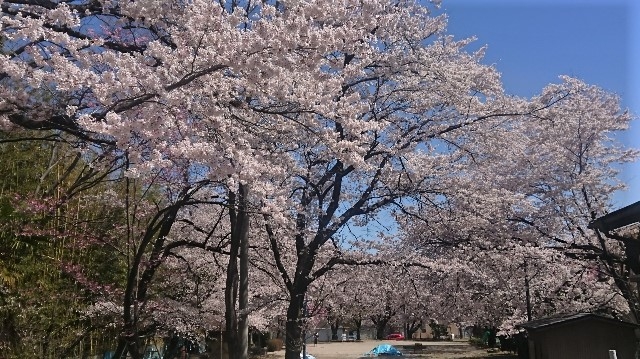 http://www.alpico.co.jp/shikinomori/news/images/DSC_2866.JPG