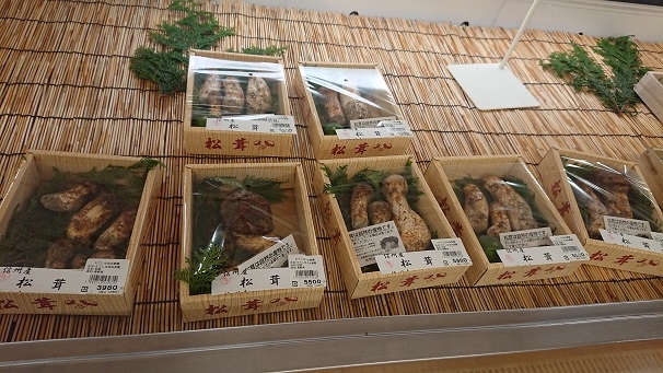 http://www.alpico.co.jp/shikinomori/news/images/DSC_3010.JPG