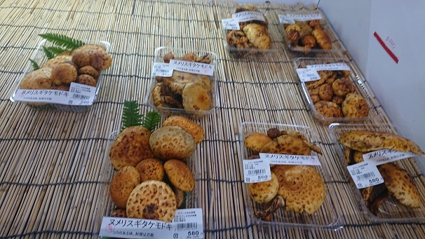 http://www.alpico.co.jp/shikinomori/news/images/DSC_3012.JPG