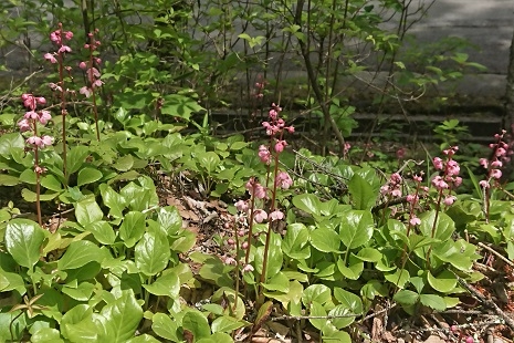 http://www.alpico.co.jp/shikinomori/news/images/DSC_3108.JPG