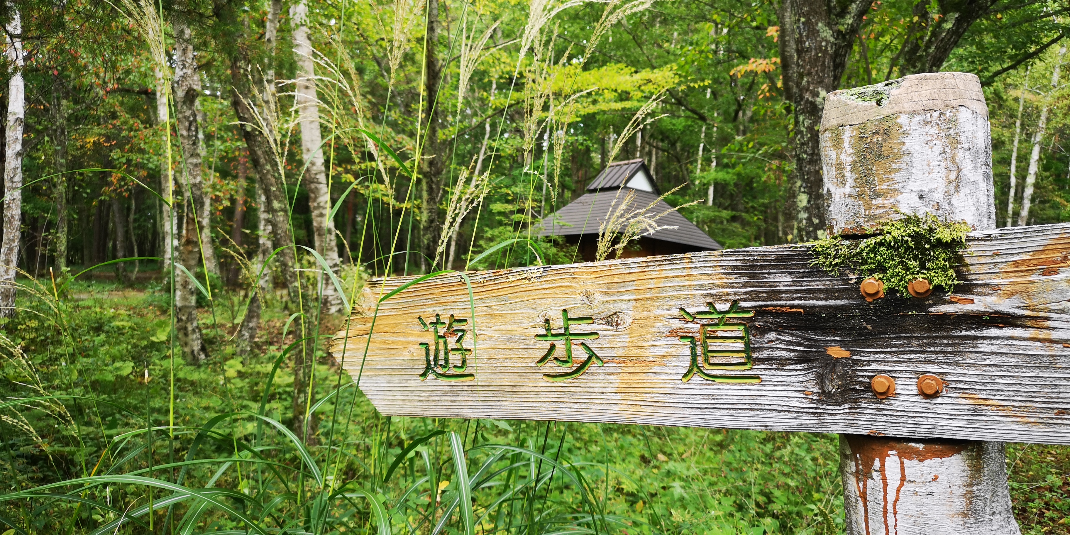 http://www.alpico.co.jp/shikinomori/news/images/IMG_20241004_131125.jpg