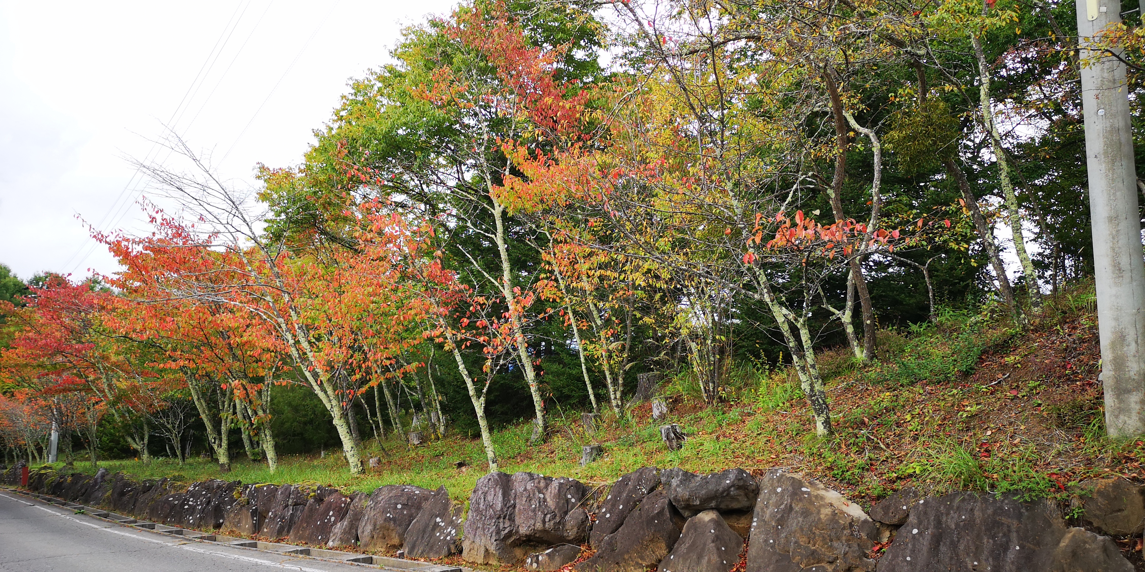 http://www.alpico.co.jp/shikinomori/news/images/IMG_20241004_142718.jpg