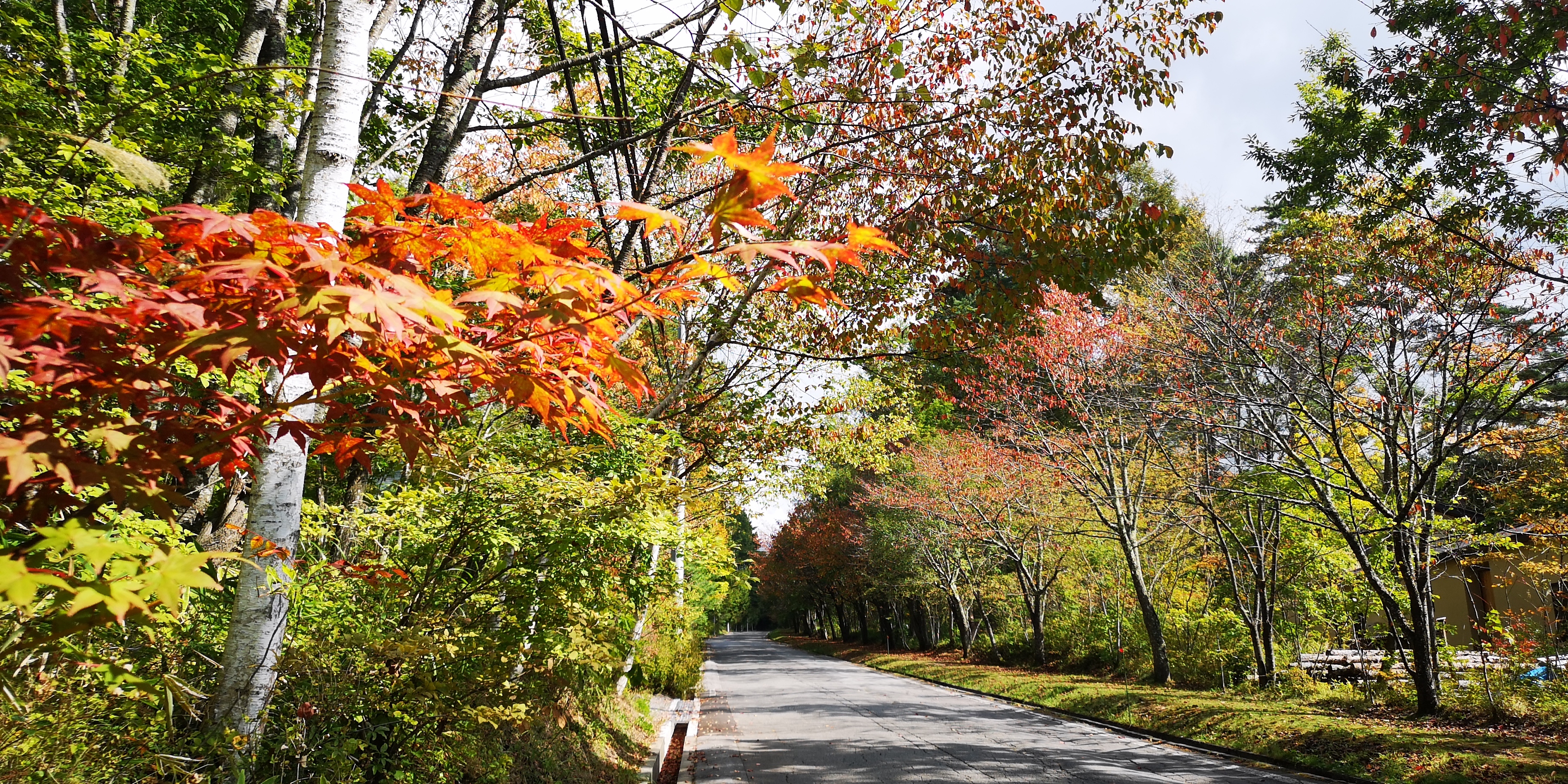 http://www.alpico.co.jp/shikinomori/news/images/IMG_20241013_124947.jpg