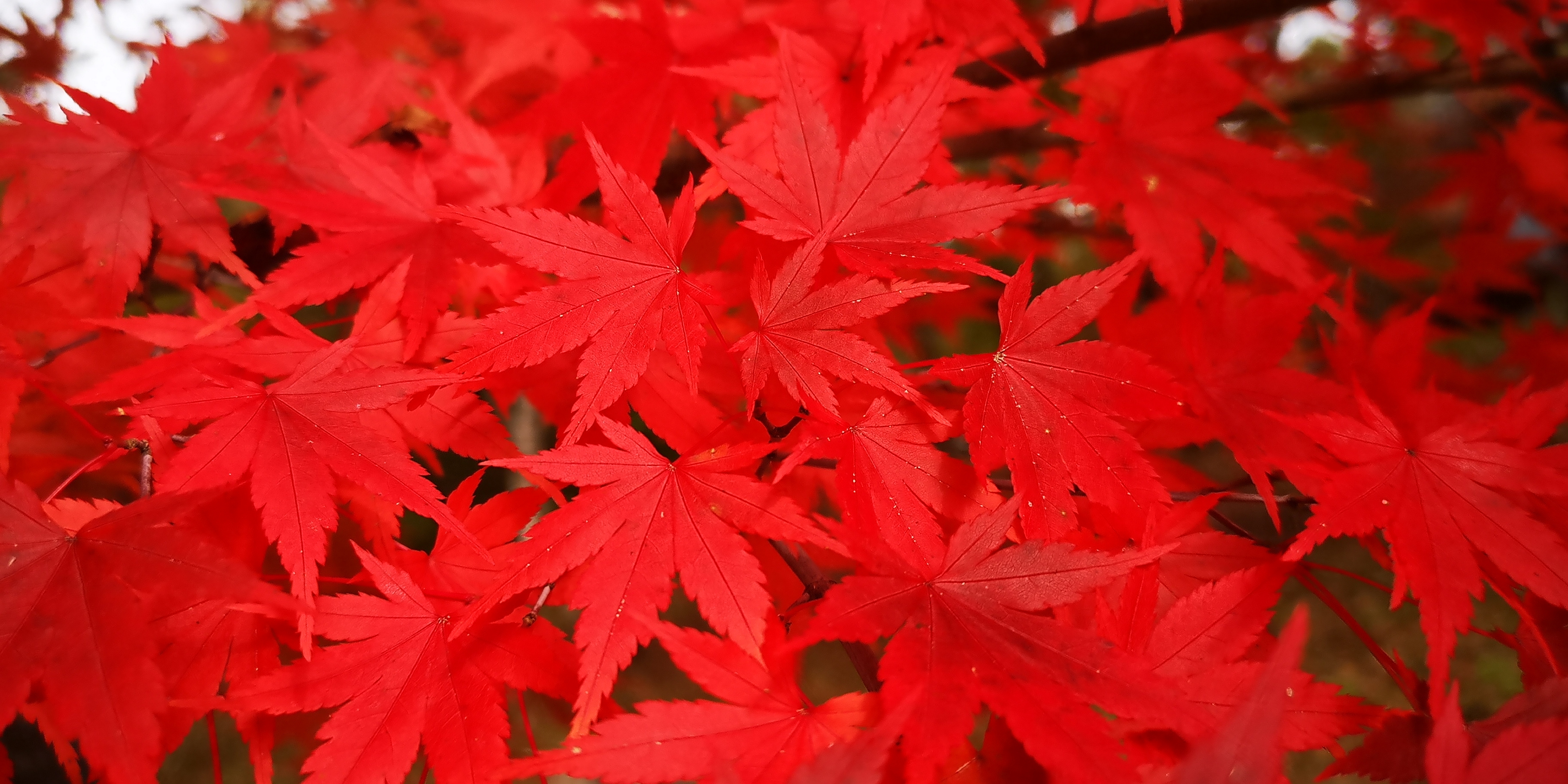 http://www.alpico.co.jp/shikinomori/news/images/IMG_20241026_132325.jpg