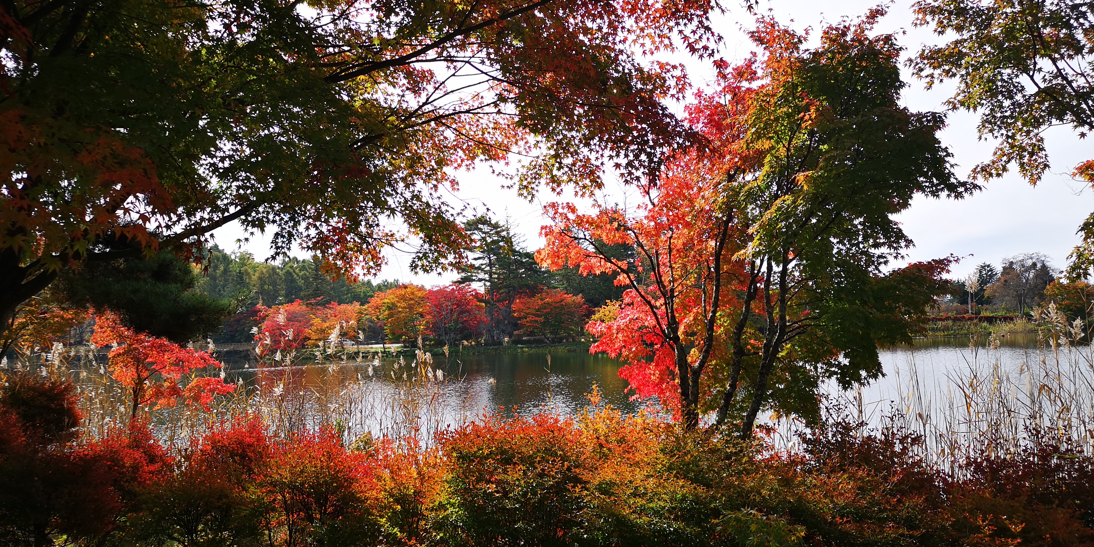 http://www.alpico.co.jp/shikinomori/news/images/IMG_20241031_103722.jpg