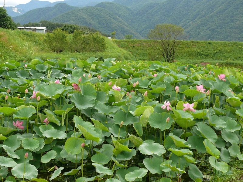 http://www.alpico.co.jp/shikinomori/news/images/P1040249.JPG