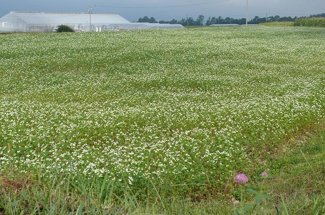 http://www.alpico.co.jp/shikinomori/news/images/P1040842.JPG