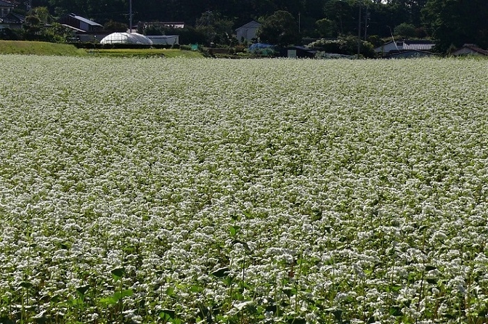 http://www.alpico.co.jp/shikinomori/news/images/P1040893.JPG