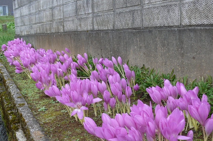 http://www.alpico.co.jp/shikinomori/news/images/P1050422.JPG