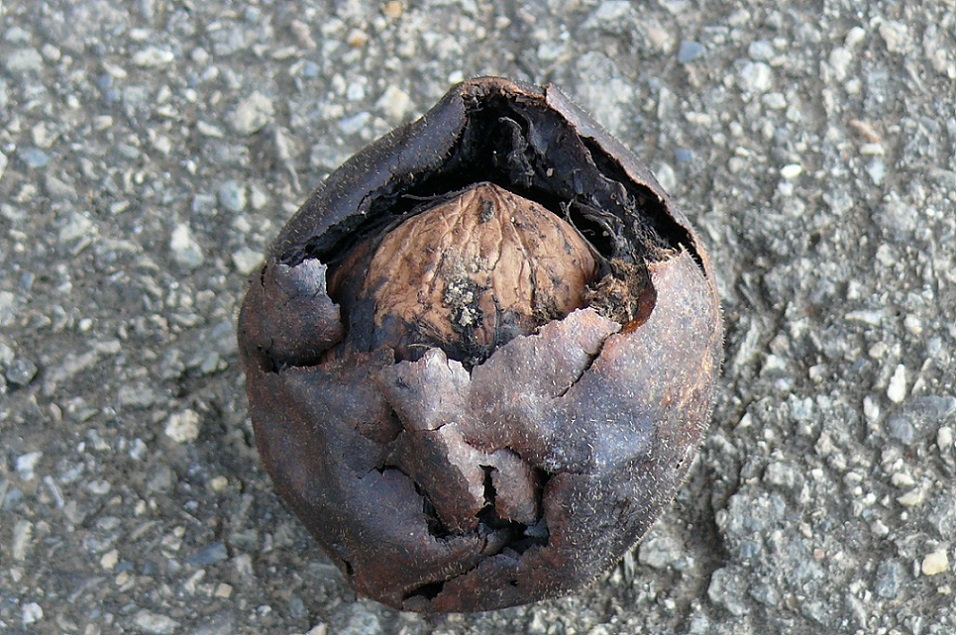 http://www.alpico.co.jp/shikinomori/news/images/P1050476.JPG