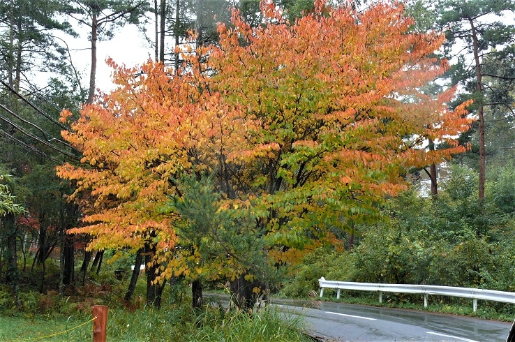 http://www.alpico.co.jp/shikinomori/news/images/P1050617.JPG