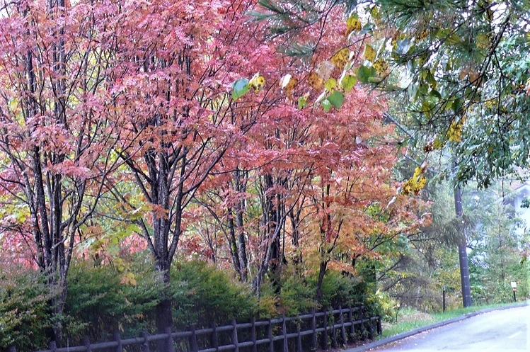 http://www.alpico.co.jp/shikinomori/news/images/P1050633.JPG