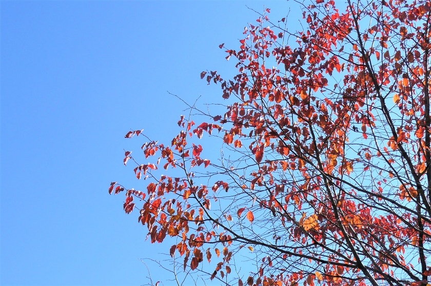 http://www.alpico.co.jp/shikinomori/news/images/P1050997.JPG