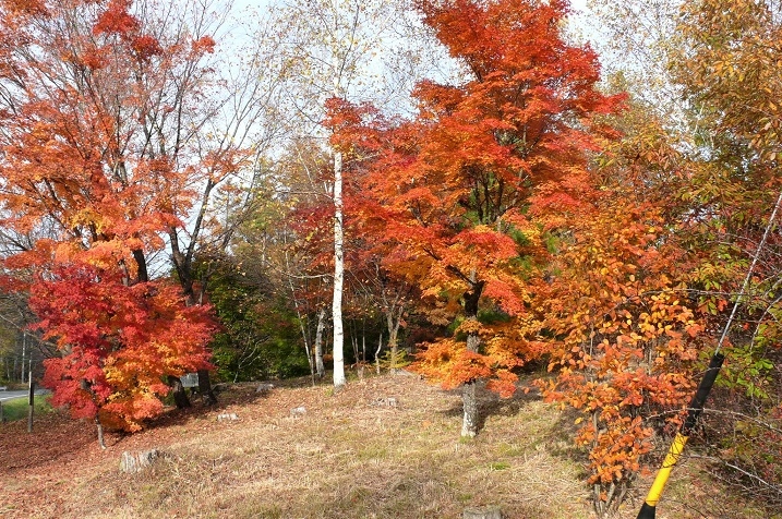 http://www.alpico.co.jp/shikinomori/news/images/P1060154.JPG