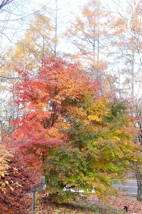 http://www.alpico.co.jp/shikinomori/news/images/P1060301.JPG