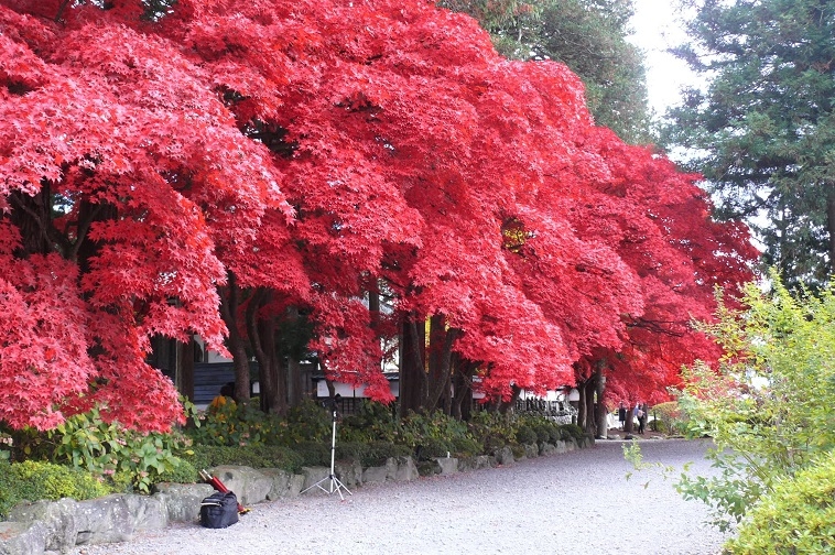 http://www.alpico.co.jp/shikinomori/news/images/P1060401.JPG