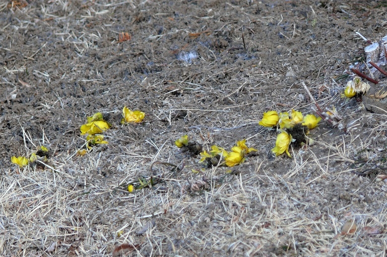 http://www.alpico.co.jp/shikinomori/news/images/P1080354.JPG