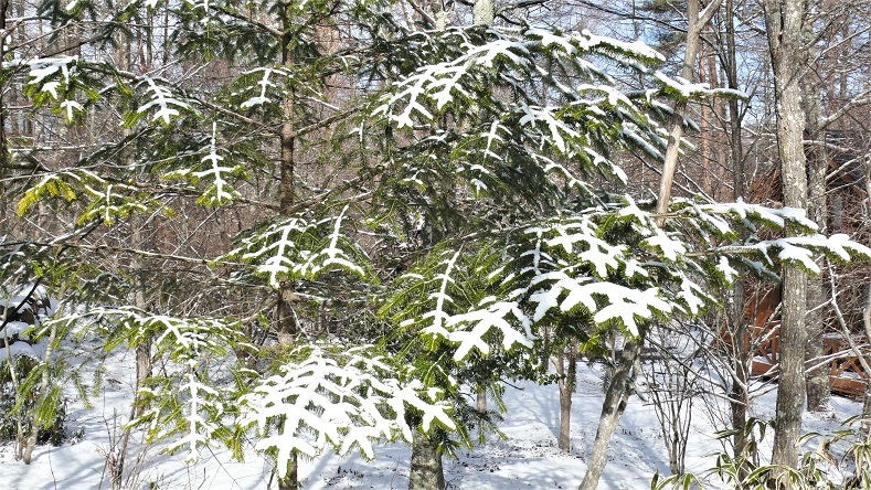 http://www.alpico.co.jp/shikinomori/news/images/P1080673.JPG