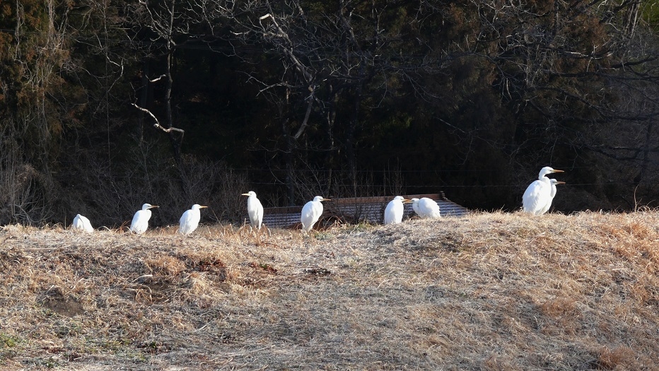 http://www.alpico.co.jp/shikinomori/news/images/P1080733.JPG