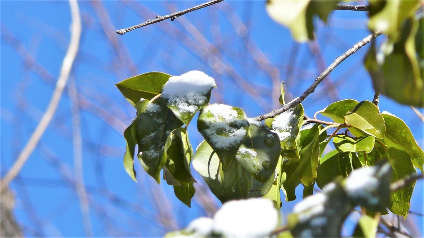 http://www.alpico.co.jp/shikinomori/news/images/P1080791.JPG