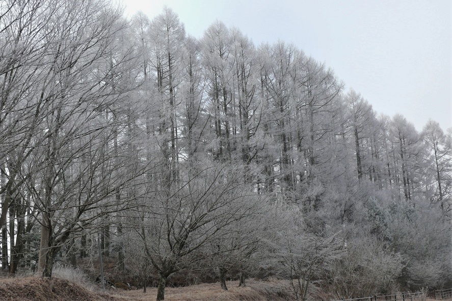 http://www.alpico.co.jp/shikinomori/news/images/P1090179.JPG