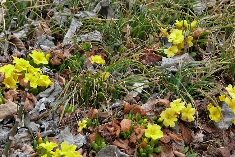 http://www.alpico.co.jp/shikinomori/news/images/P1090437.JPG