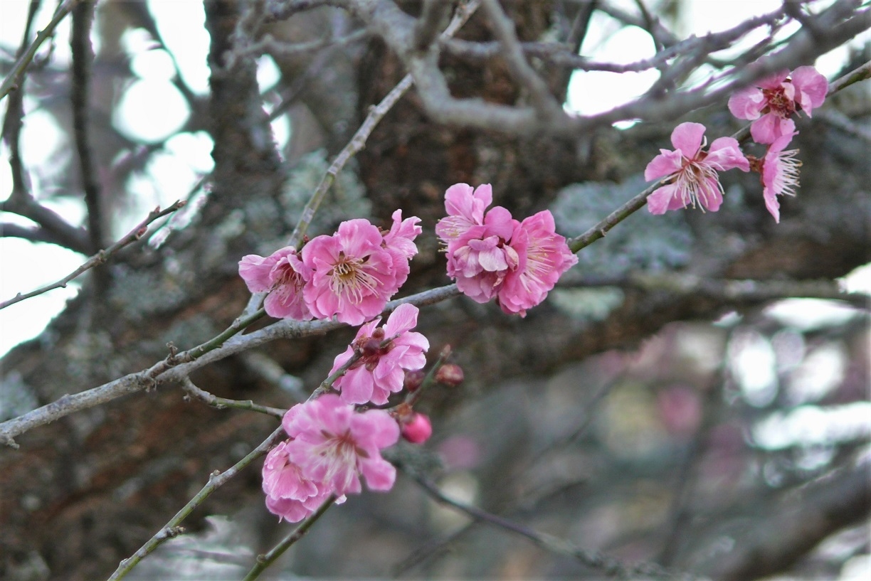 http://www.alpico.co.jp/shikinomori/news/images/P1090479.JPG