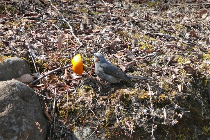 http://www.alpico.co.jp/shikinomori/news/images/P1090492.JPG