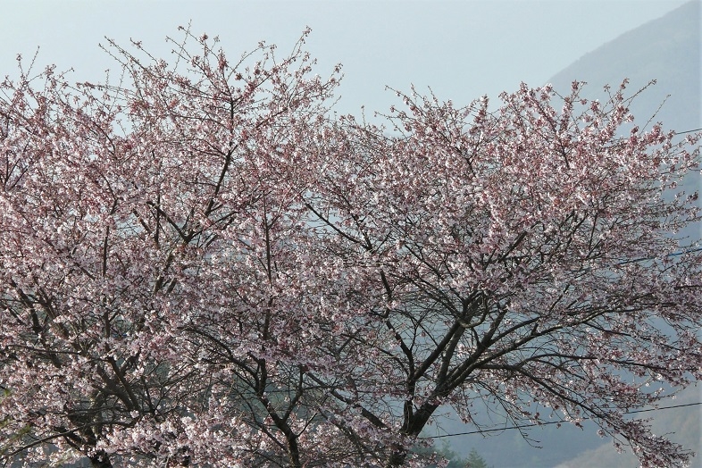 http://www.alpico.co.jp/shikinomori/news/images/P1090698.JPG