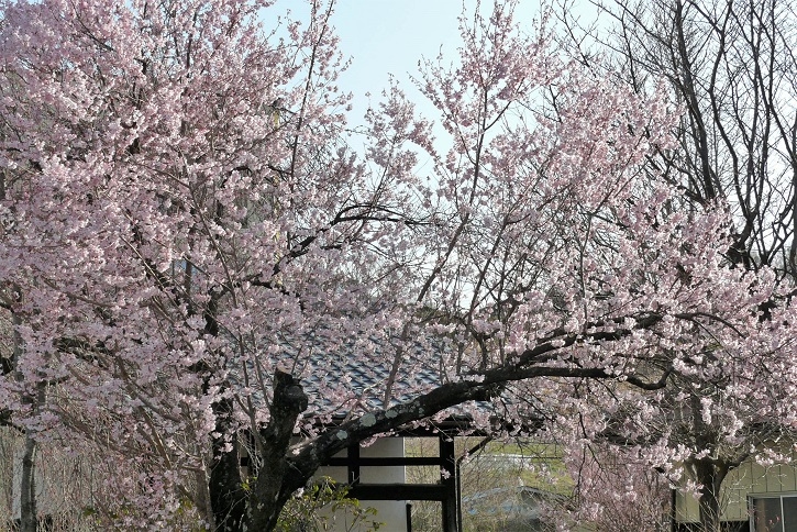 http://www.alpico.co.jp/shikinomori/news/images/P1090703.JPG