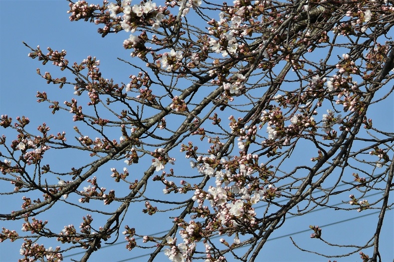 http://www.alpico.co.jp/shikinomori/news/images/P1090706.JPG
