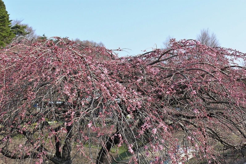 http://www.alpico.co.jp/shikinomori/news/images/P1090709.JPG