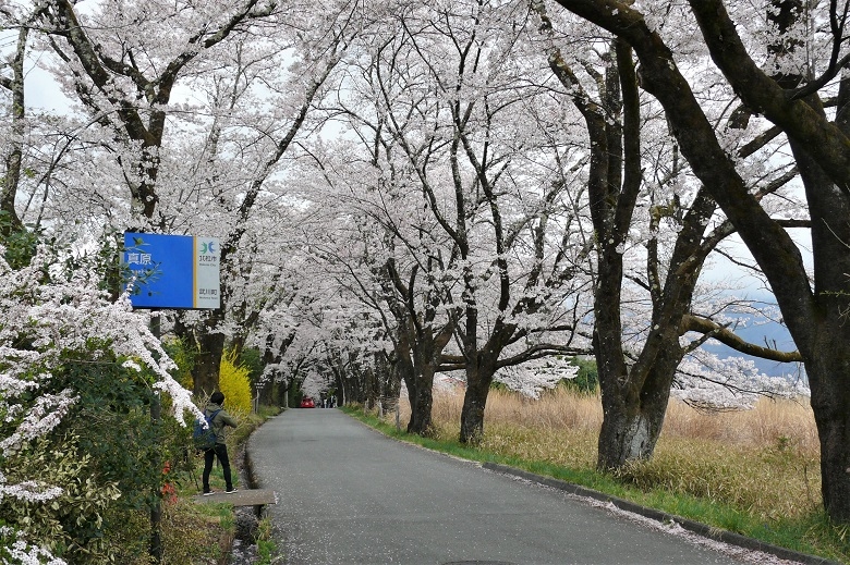 http://www.alpico.co.jp/shikinomori/news/images/P1090795.JPG