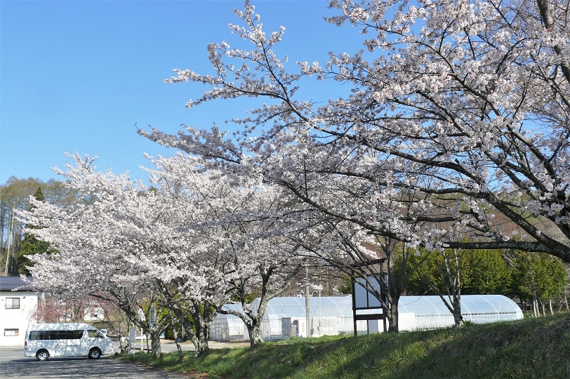 http://www.alpico.co.jp/shikinomori/news/images/P1100268.JPG