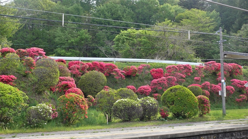 http://www.alpico.co.jp/shikinomori/news/images/P1100733.JPG